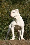 BOULEDOGUE AMERICAIN 348